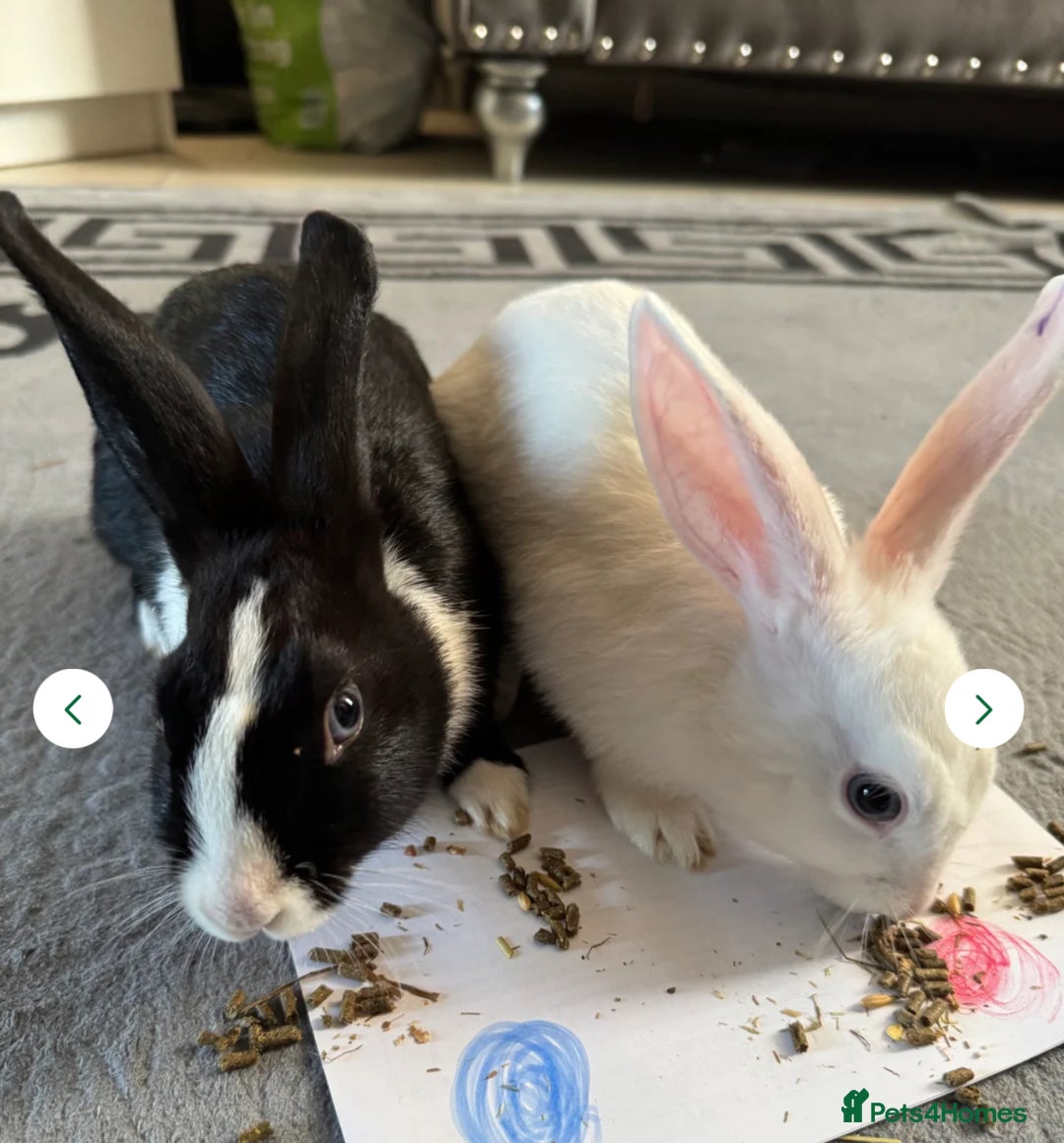 Mixed Breed rabbits for sale: Stunning blue eyed four bunnies ready for new home - Image 3