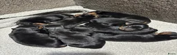 Mixed Breed dogs for sale: Rottweiler x puppys  - Advert 8