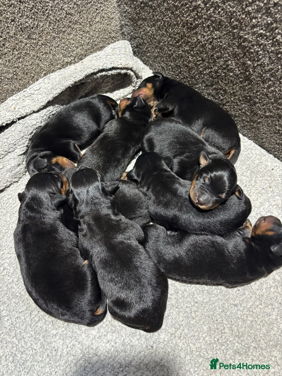 Mixed Breed dogs for sale: Rottweiler x puppys  - Advert 8