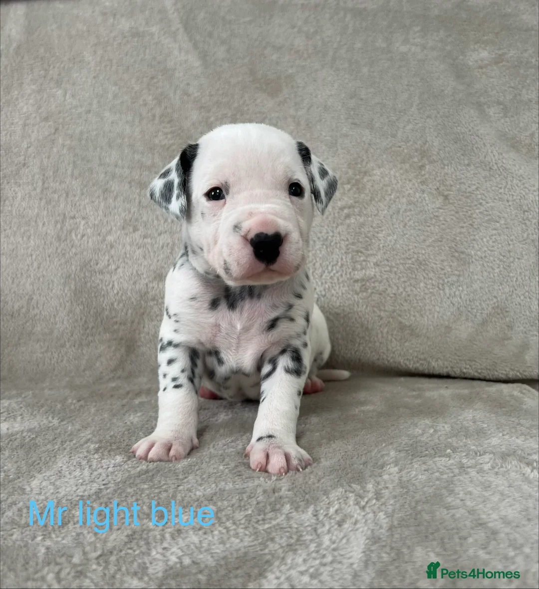 Dalmatian dogs for sale: Beautiful litter of Dalmatian puppies  - Advert 25
