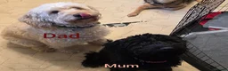 Cockapoo dogs for sale: Cockapoo puppies 2 boys and 1 girl left - Advert 2