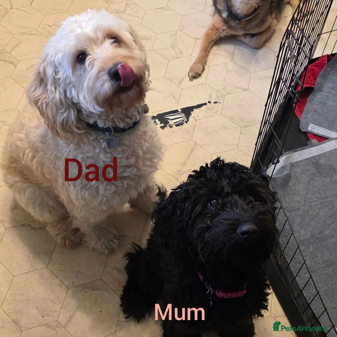 Cockapoo dogs for sale: Cockapoo puppies 2 boys and 1 girl left - Advert 2