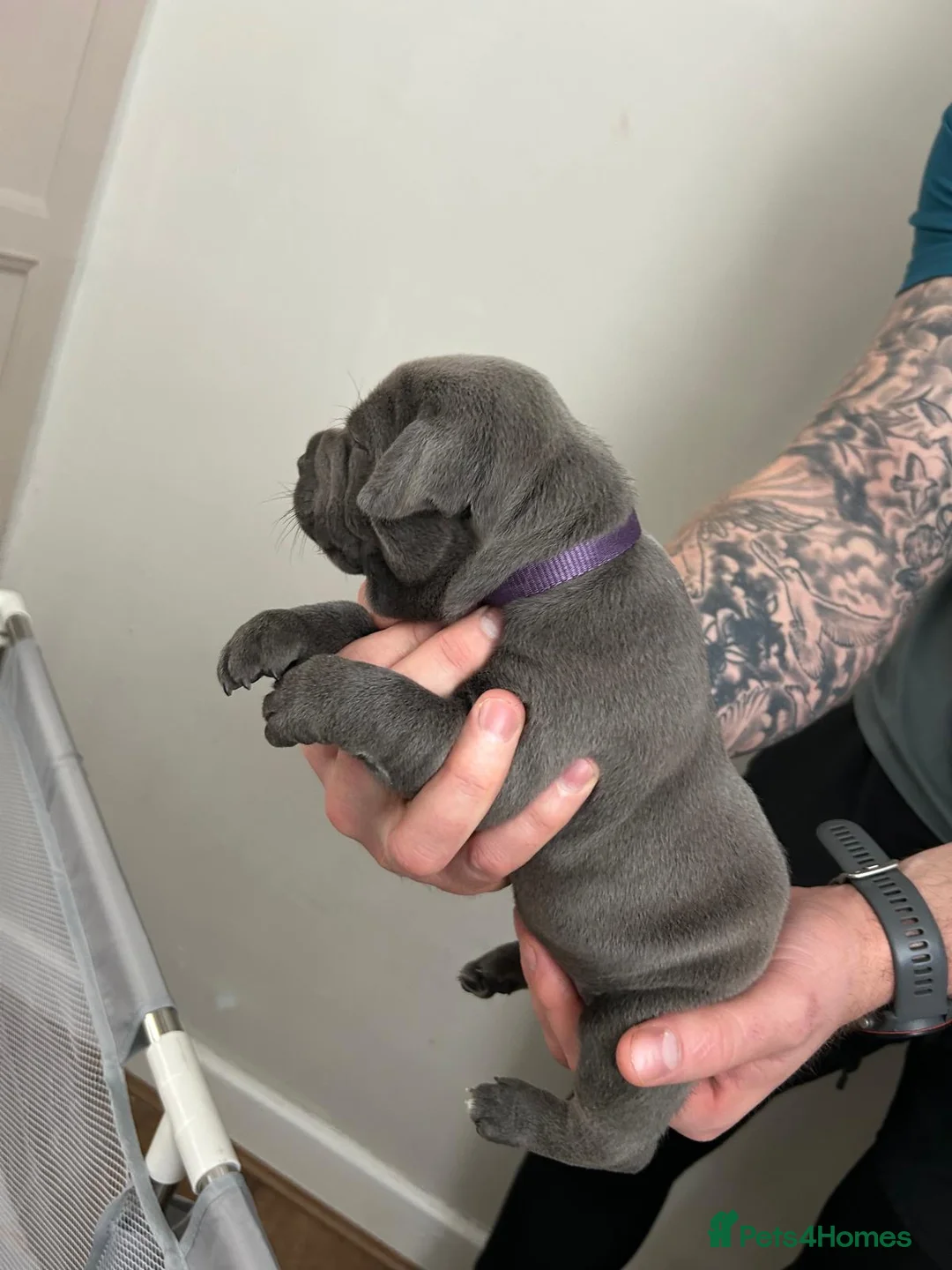 Staffordshire Bull Terrier dogs for sale: Staffordshire bull terrier  dogs blue staffs  - Advert 14