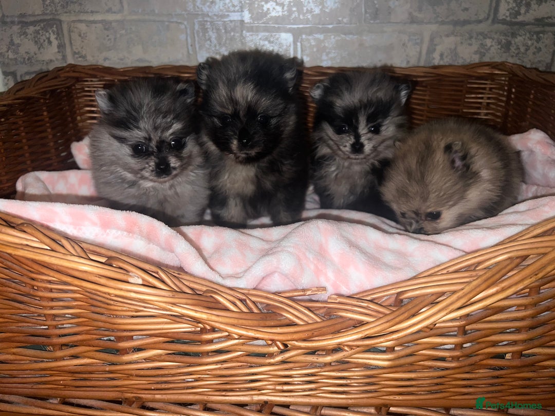 Pomeranian dogs for sale: ✨🖤Merle toy Russian Pomeranian 🖤✨ - Advert 14
