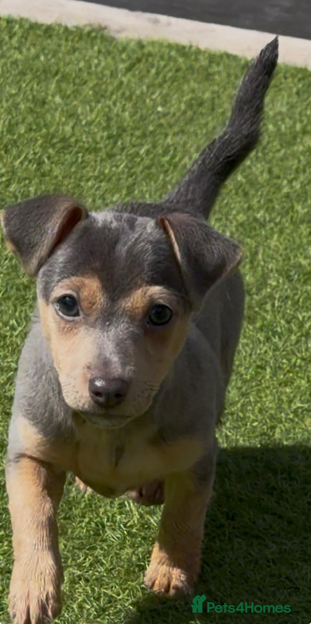 Jack Russell dogs DONJACKS - stunning imported lines blue GIRL - Advert 2
