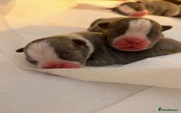 Boston Terrier dogs for sale: Exceptional Blue Boston Terrier Puppies 💙🐾 - Image 2