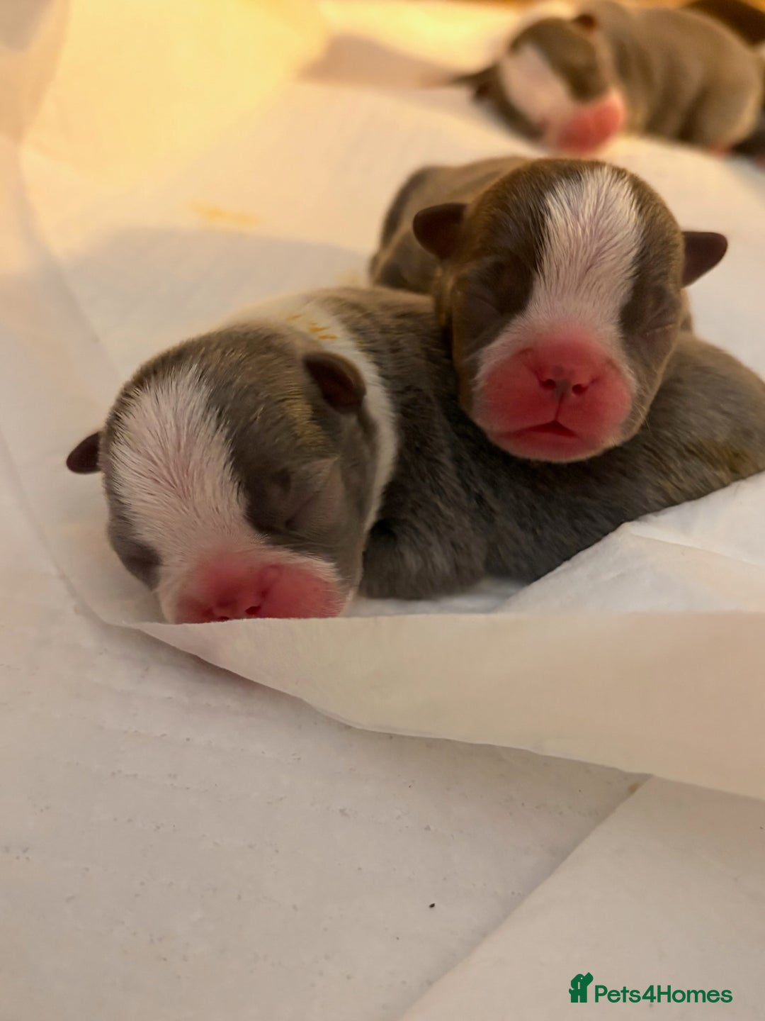 Boston Terrier dogs for sale: Exceptional Blue Boston Terrier Puppies 💙🐾 - Image 2