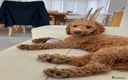 Cockapoo dogs for sale: Beautiful 3 year old female cockapoo - Image 1