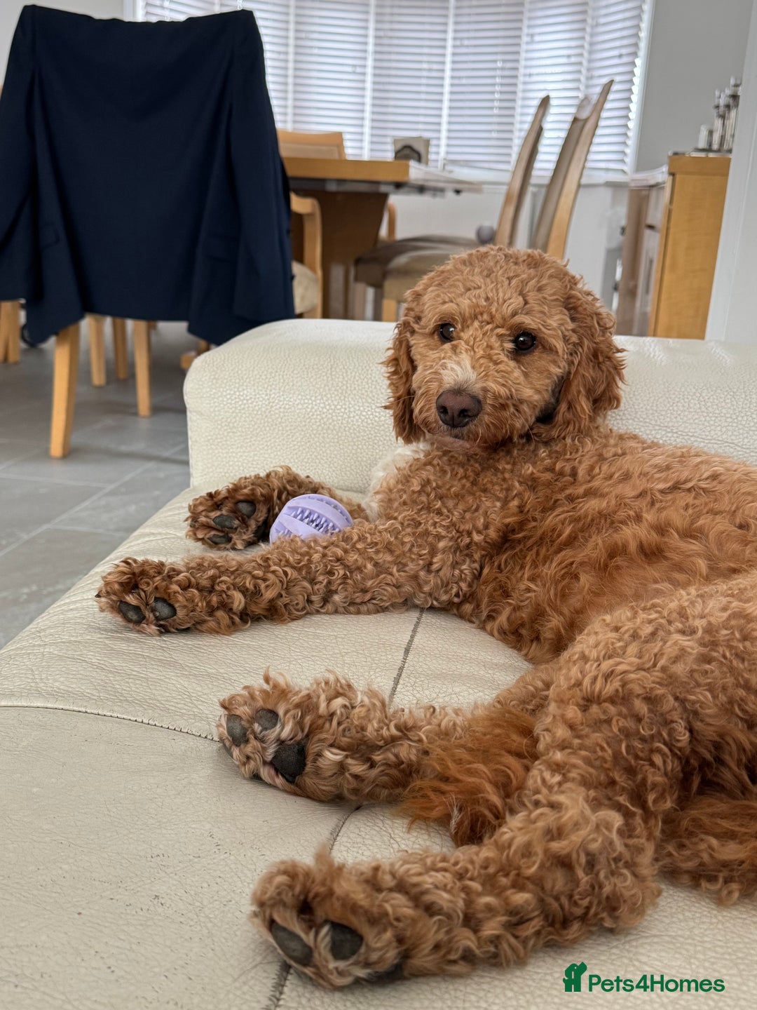 Cockapoo dogs for sale: Beautiful 3 year old female cockapoo - Image 1