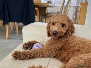 Cockapoo dogs - Advert 2