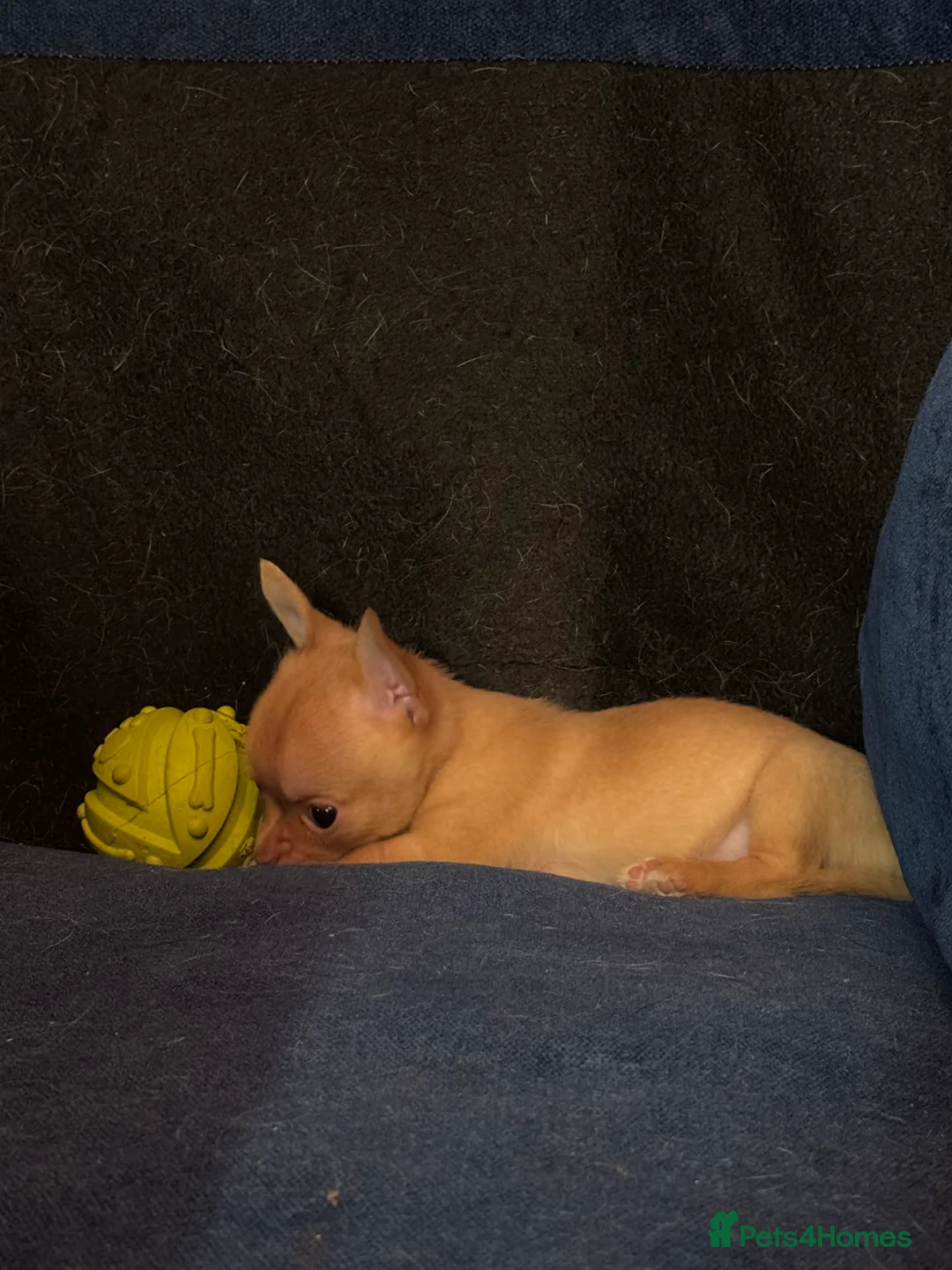 Chihuahua dogs for sale: Female Chihuahua READY NOW - Advert 6