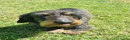 Dachshund dogs for sale: Miniature wire haired daschund  - Advert 2
