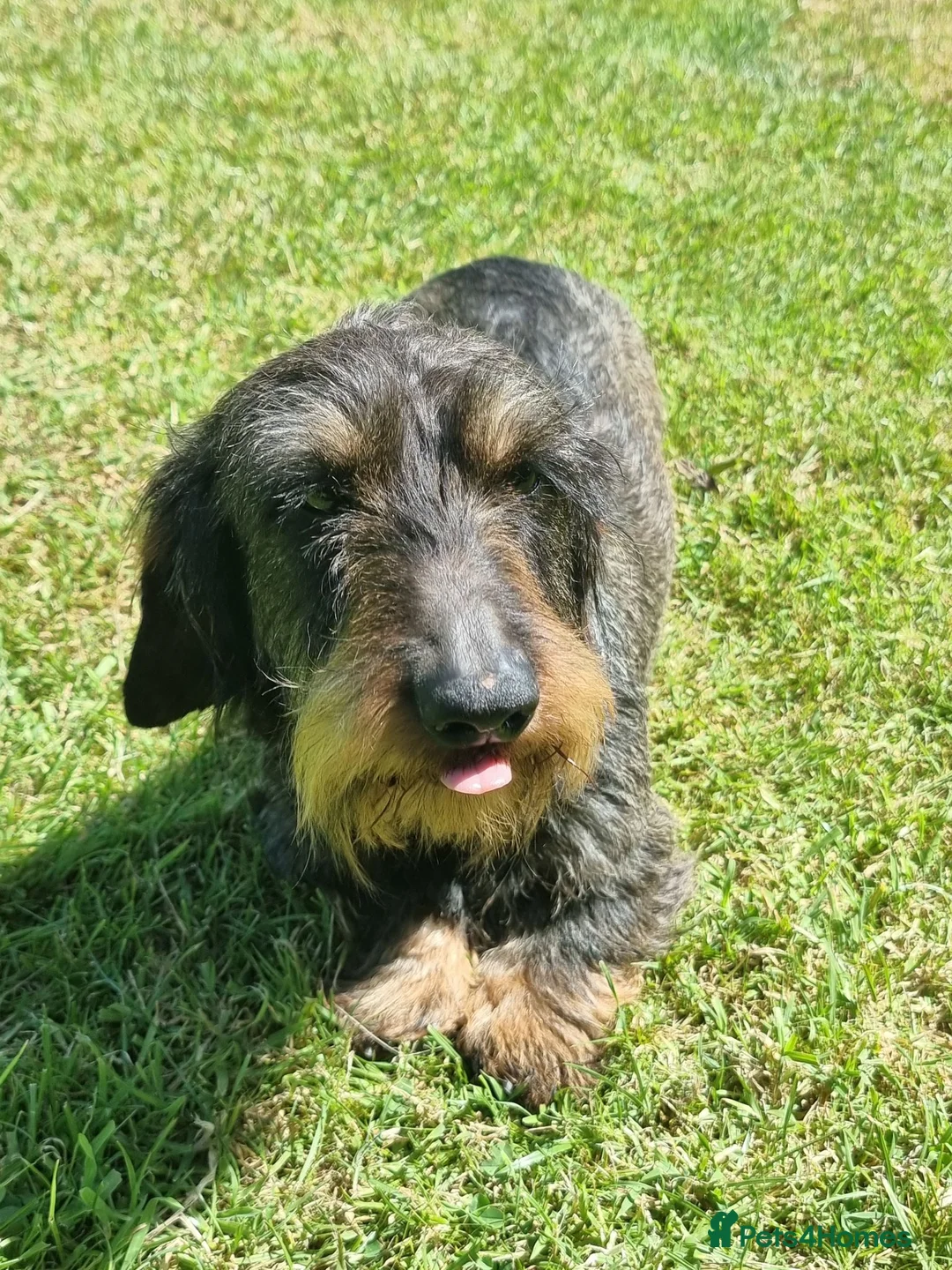 Dachshund dogs for sale: Miniature wire haired daschund  - Advert 2