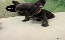 French Bulldog dogs for sale: Beautiful french bulldog puppies  - Advert 17