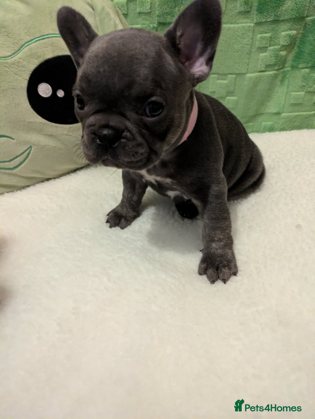 French Bulldog dogs for sale: Beautiful french bulldog puppies  - Advert 17