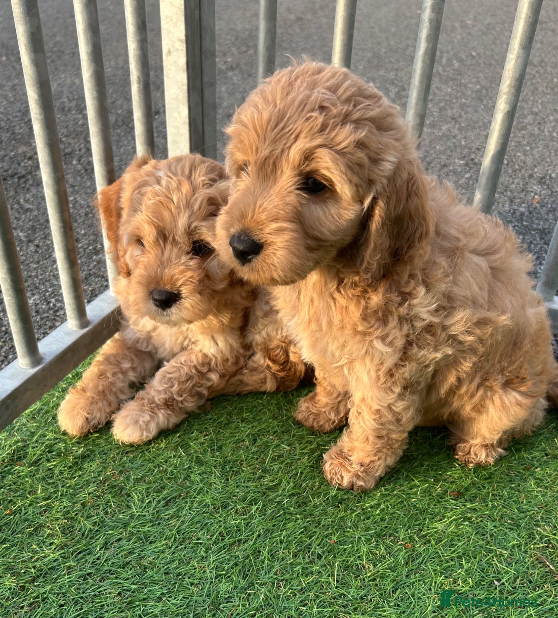Cockapoo dogs Cockapoo pups f1 - Advert 6