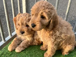 Cockapoo dogs Cockapoo pups f1 - Advert 6