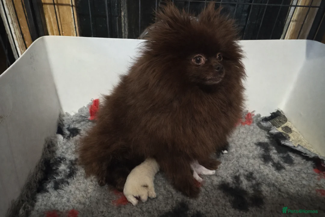 Pomeranian dogs for sale: BEAUTIFUL POMERANIAN GIRLS AVAILABLE  - Advert 2