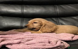 Cocker Spaniel dogs for sale: Pure bread spaniel  - Image 5