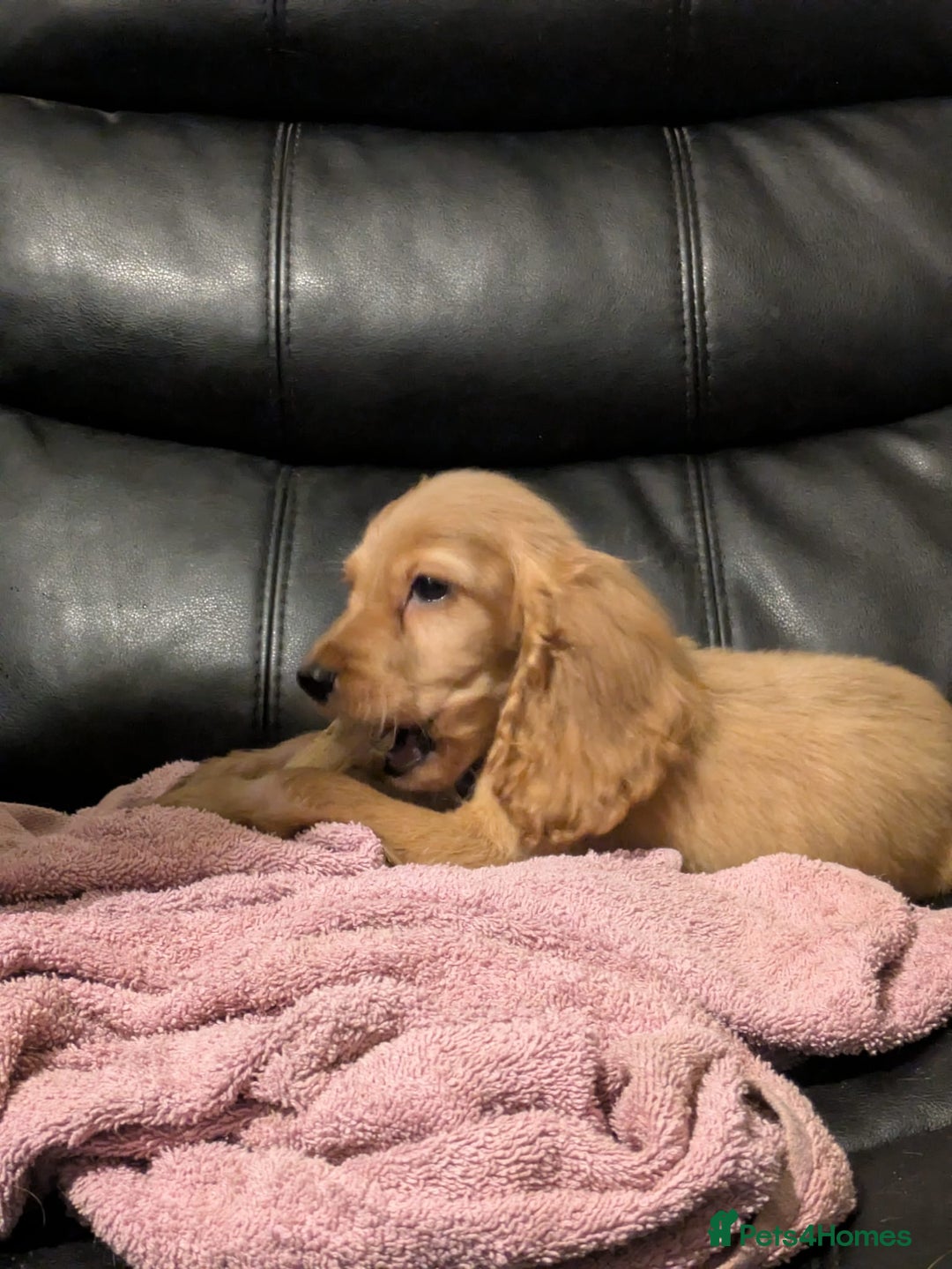 Cocker Spaniel dogs for sale: Pure bread spaniel  - Image 5