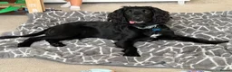 Sprocker dogs for sale: Sprocker spaniel  - Advert 9