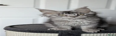 Maine Coon 2