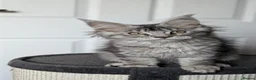 Maine Coon cats for sale: Maine coon kittens ready to leave now - Advert 9