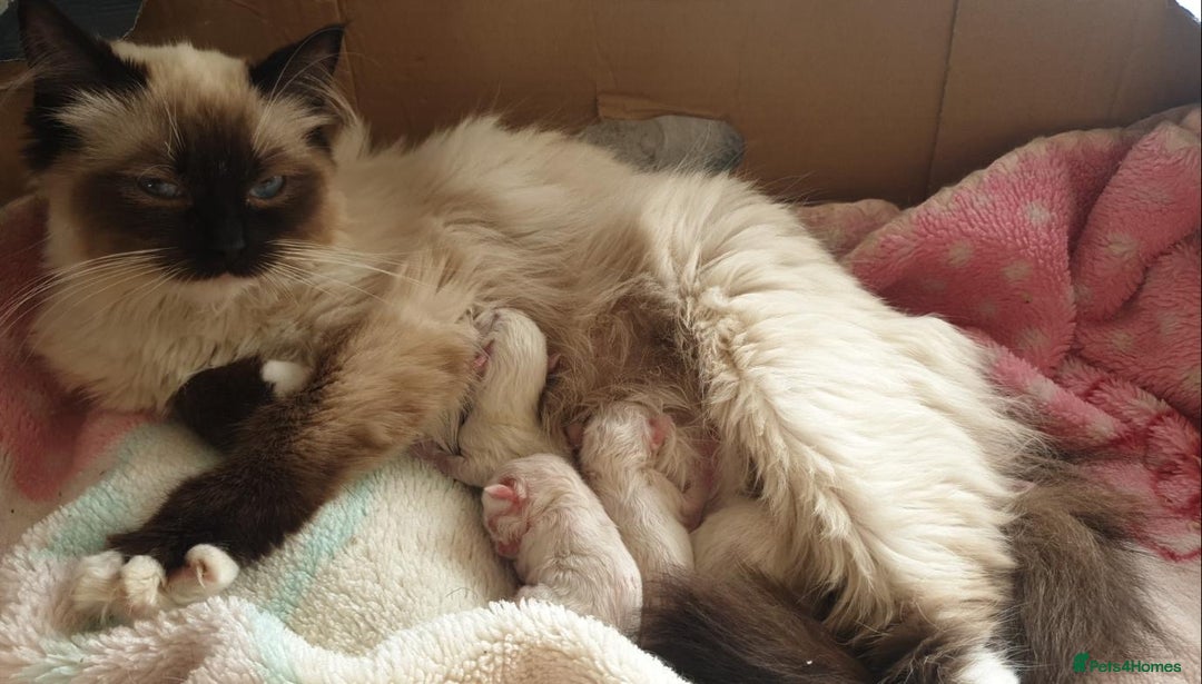 Ragdoll cats for sale: Stunning Lilac Mitted Ragdoll.  Affectionate ❤️ - Image 8