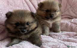 Pomeranian dogs for sale: 2 beautiful Pomeranian Puppy’s  - Image 1