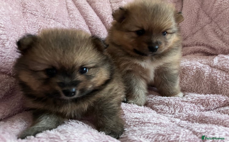 Pomeranian dogs - Advert 1