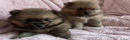 Pomeranian dogs for sale: 2 beautiful Pomeranian Puppy’s  - Advert 3