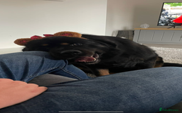 Tibetan Mastiff dogs for sale: Tibetan mastiff for re home  - Image 4