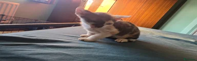 Sphynx Kitten 3 female 