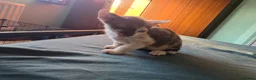 Sphynx cats for sale: Sphynx / Devon Rex Mix Kittens Ready Homes - Advert 33