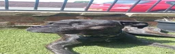 Cane Corso dogs for sale: Zara  in Cleckheaton - Advert 7