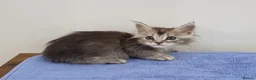 Maine Coon cats for sale: GCCF registered pedigree Maine Coon Kittens  - Advert 16