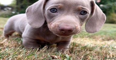 Miniature Dachshund dogs - Advert 5