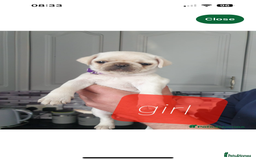 Pug dogs for sale: White female pug  - Advert 4