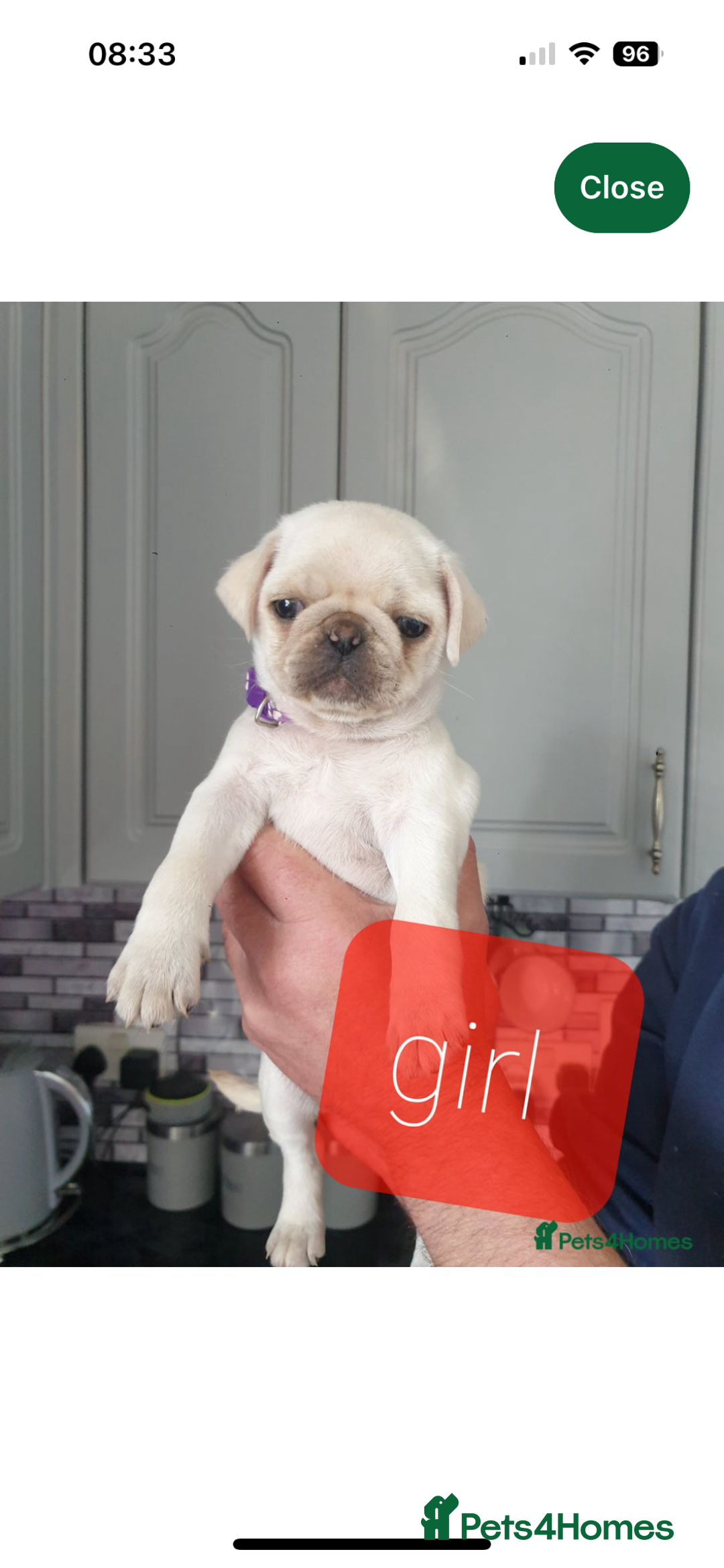 Pug dogs for sale: White female pug  - Advert 4