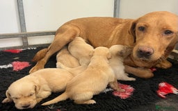 Goldador dogs for sale: Beautiful goldador puppies - Image 11