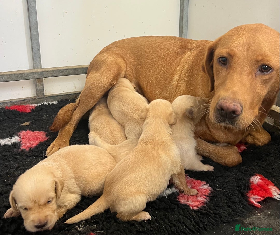 Goldador dogs for sale: Beautiful goldador puppies - Image 11