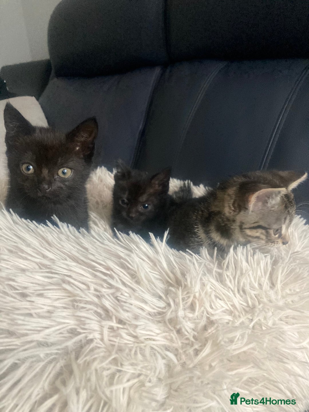 Mixed Breed cats for sale: Kittens for Sale - Image 6