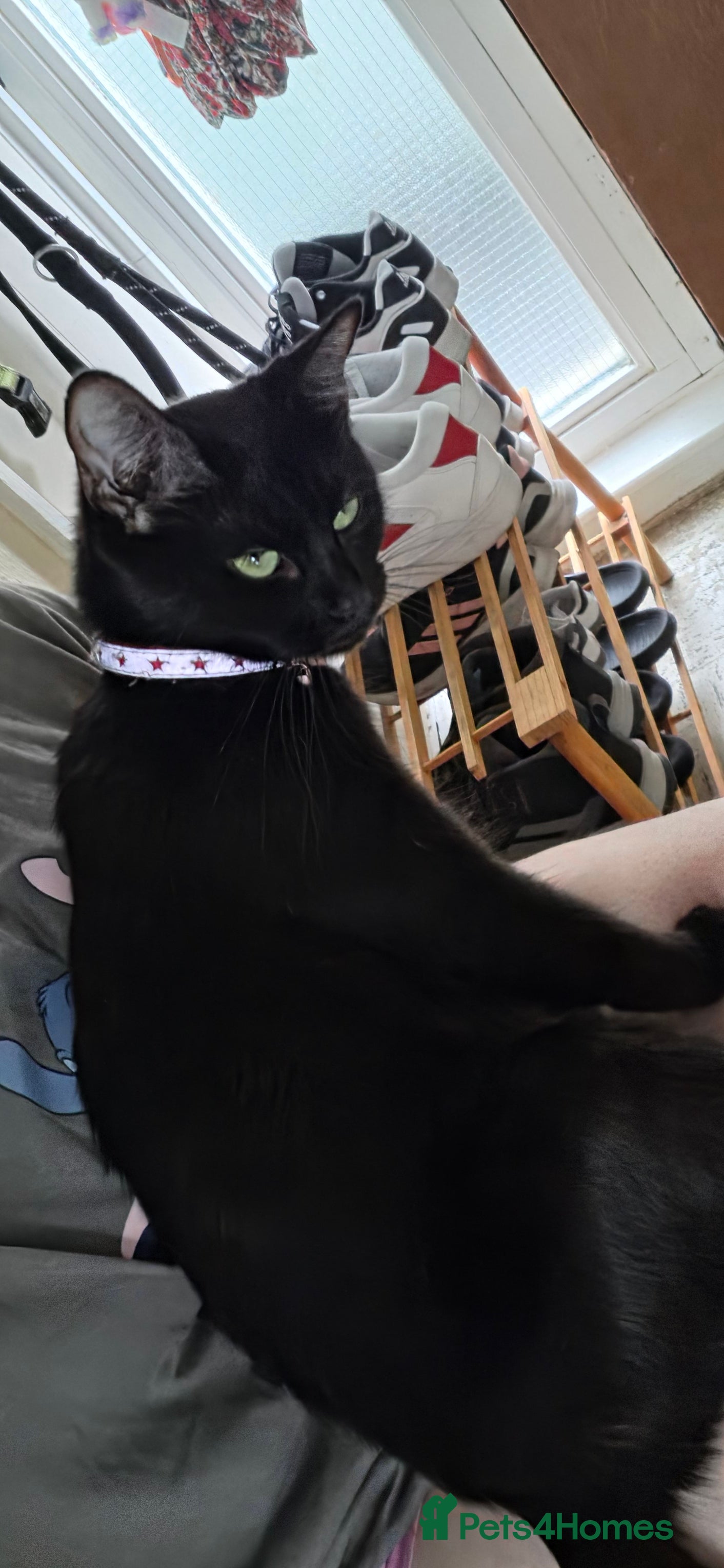 Mixed Breed cats Kittens looking for forever homes - Advert 4