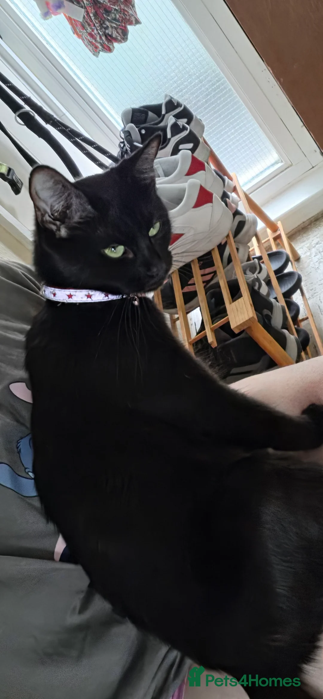 Mixed Breed cats for sale: Kittens looking for forever homes - Advert 1