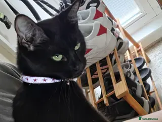 Mixed Breed cats Kittens looking for forever homes - Advert 4