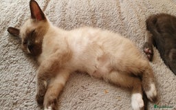 Mixed Breed cats for sale: Beautiful Siamese Cross Kittens - Image 10
