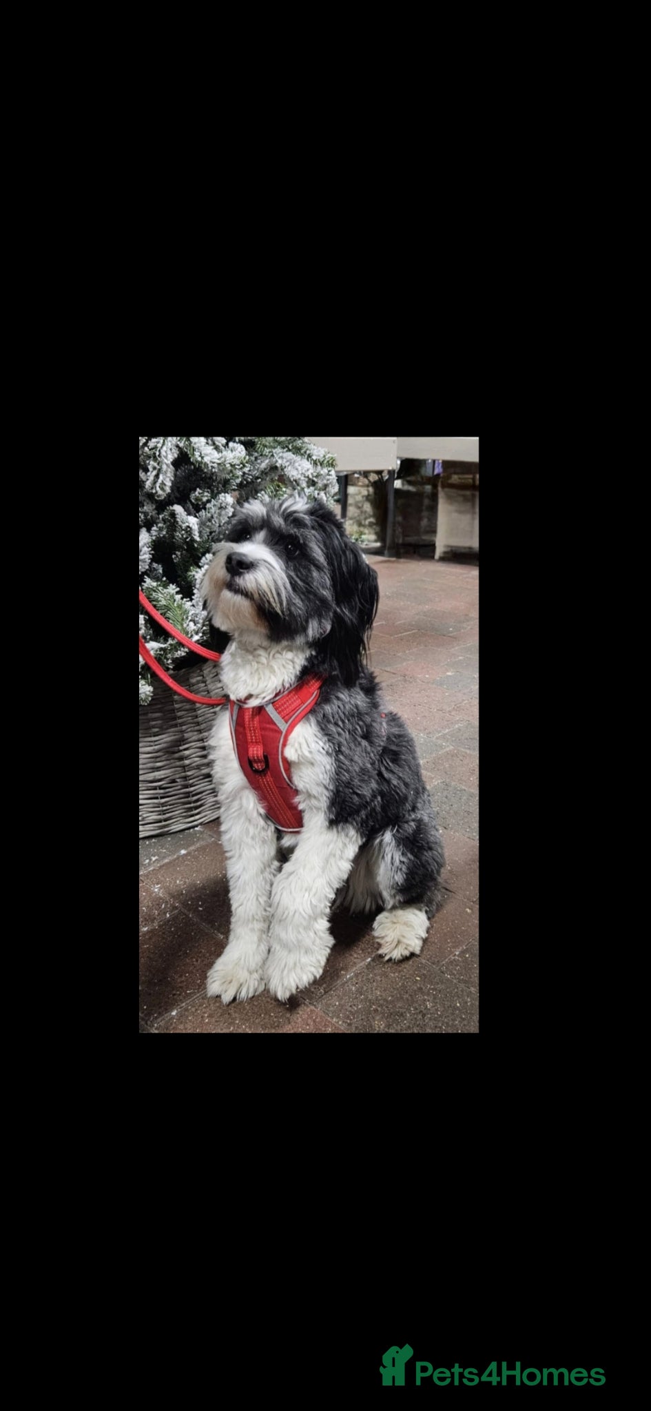 Tibetan Terrier dogs 7 tibetan terrier puppies.  - Advert 1