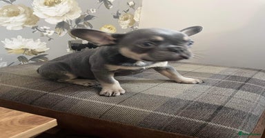 French Bulldog dogs - Advert 15