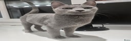 Russian Blue cats for sale: TOP Quality TICA Reg Russian blue kittens - Advert 6