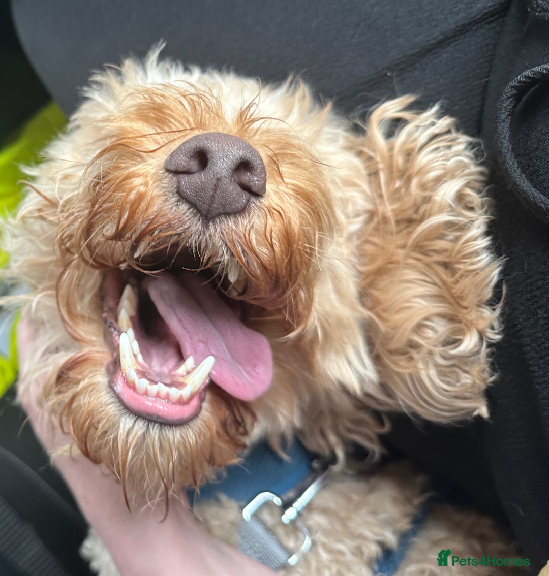 Cockapoo dogs for sale: 2 year old Cockapoo  - Image 1